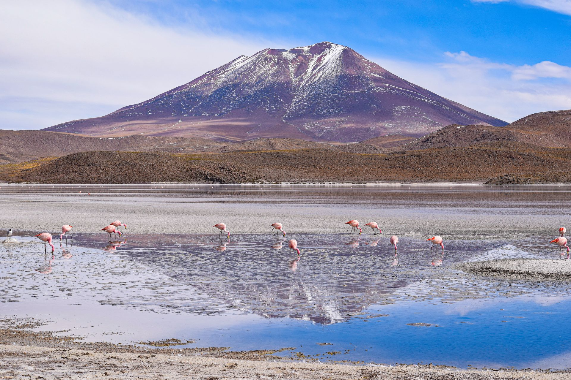 Flamingos in a Bolivian lagoon with the Andes Mountains — affordable travel destination in South America