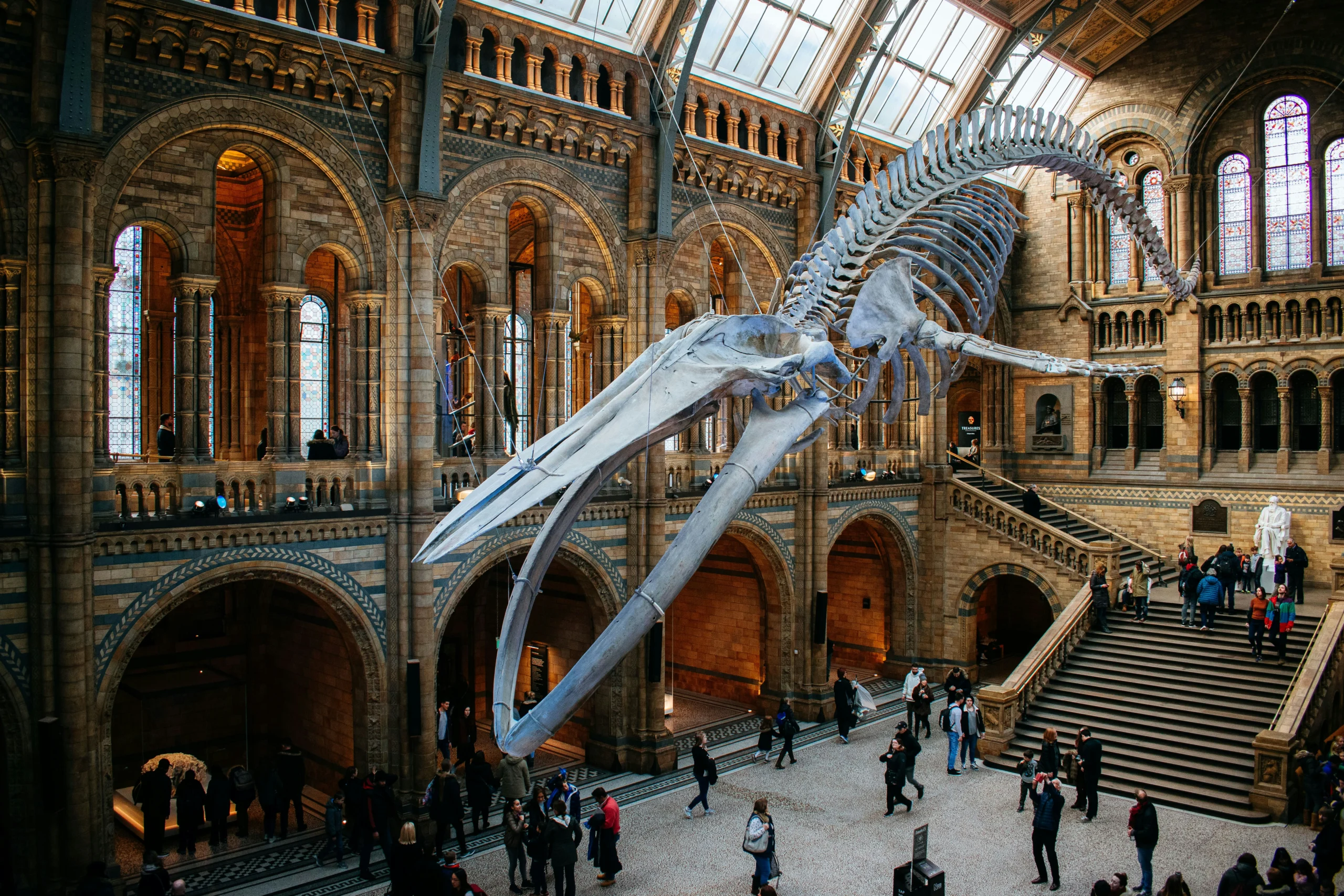 Hintze Hall with the blue whale skeleton at the Natural History Museum, London